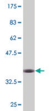 Monoclonal Anti-C9ORF26, (C-terminal) antibody produced in mouse clone 2D8, purified immunoglobulin, buffered aqueous solution