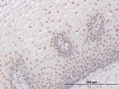 Anti-SMARCB1 antibody produced in mouse purified immunoglobulin, buffered aqueous solution