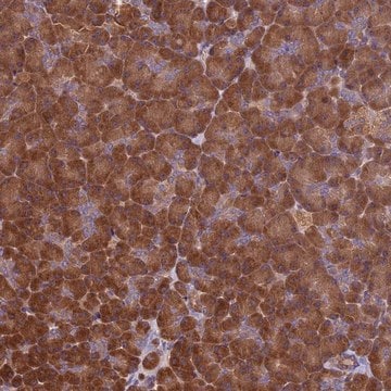 Anti-VWA3A antibody produced in rabbit Prestige Antibodies&#174; Powered by Atlas Antibodies, affinity isolated antibody, buffered aqueous glycerol solution