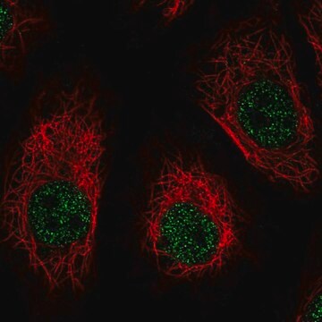 Anti-DNM1 antibody produced in rabbit Prestige Antibodies&#174; Powered by Atlas Antibodies, affinity isolated antibody, buffered aqueous glycerol solution