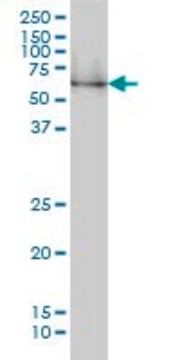 Monoclonal Anti-NRBP1, (C-terminal) antibody produced in mouse clone 2B4, purified immunoglobulin, buffered aqueous solution