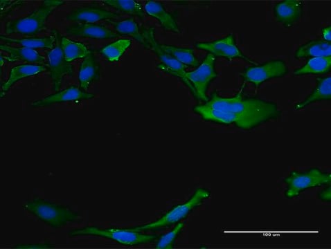 Monoclonal Anti-CALM3 antibody produced in mouse clone 1E2, purified immunoglobulin, buffered aqueous solution