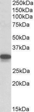 Anti-Cyb5r3 (C-terminal) antibody produced in goat affinity isolated antibody, buffered aqueous solution