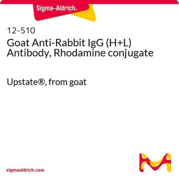 Goat Anti-Rabbit IgG (H+L) Antibody, Rhodamine conjugate Upstate&#174;, from goat