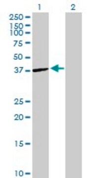 Anti-ST6GALNAC6 antibody produced in mouse purified immunoglobulin, buffered aqueous solution