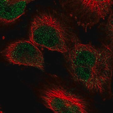 Anti-KDM3A antibody produced in rabbit Prestige Antibodies&#174; Powered by Atlas Antibodies, affinity isolated antibody