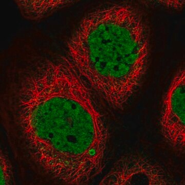 Anti-SYCP2L antibody produced in rabbit Prestige Antibodies&#174; Powered by Atlas Antibodies, affinity isolated antibody, buffered aqueous glycerol solution