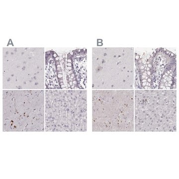 Anti-RUNDC3A antibody produced in rabbit Prestige Antibodies&#174; Powered by Atlas Antibodies, affinity isolated antibody, buffered aqueous glycerol solution