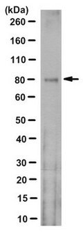 Anti-Acetyl-CoA Synthetase Antibody, clone 6C1.2 clone 6C1.2, from mouse