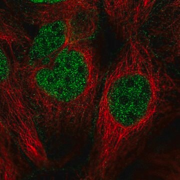 Anti-CDC14B antibody produced in rabbit Prestige Antibodies&#174; Powered by Atlas Antibodies, affinity isolated antibody