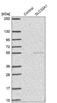 Anti-SLC33A1 antibody produced in rabbit Prestige Antibodies&#174; Powered by Atlas Antibodies, affinity isolated antibody, buffered aqueous glycerol solution