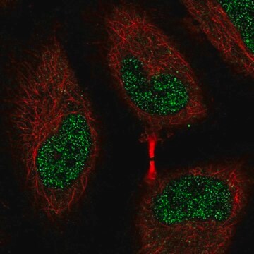 Anti-EEF2K antibody produced in rabbit Prestige Antibodies&#174; Powered by Atlas Antibodies, affinity isolated antibody