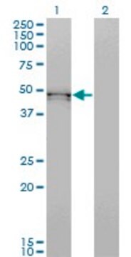 Monoclonal Anti-BMP7 antibody produced in mouse clone S52, purified immunoglobulin, buffered aqueous solution