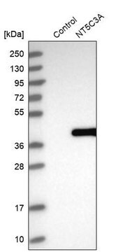 Anti-NT5C3A antibody produced in rabbit Prestige Antibodies&#174; Powered by Atlas Antibodies, affinity isolated antibody, buffered aqueous glycerol solution