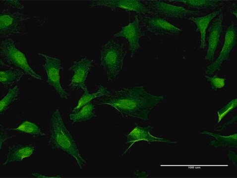 Anti-LRRFIP1 antibody produced in mouse purified immunoglobulin, buffered aqueous solution