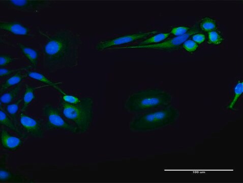 Anti-FUK antibody produced in rabbit purified immunoglobulin, buffered aqueous solution