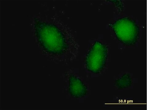 Anti-NFATC3 antibody produced in mouse purified immunoglobulin, buffered aqueous solution