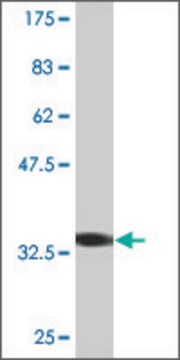 Monoclonal Anti-MATK, (C-terminal) antibody produced in mouse clone 2C5, purified immunoglobulin, buffered aqueous solution