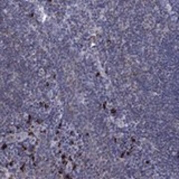 Anti-PVR antibody produced in rabbit Prestige Antibodies&#174; Powered by Atlas Antibodies, affinity isolated antibody, buffered aqueous glycerol solution