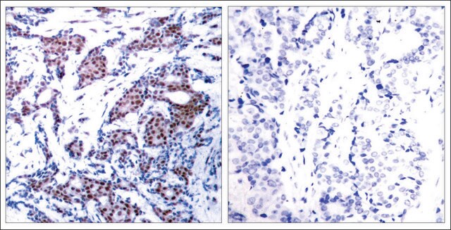 Anti-phospho-JUN (pSer73) antibody produced in rabbit affinity isolated antibody