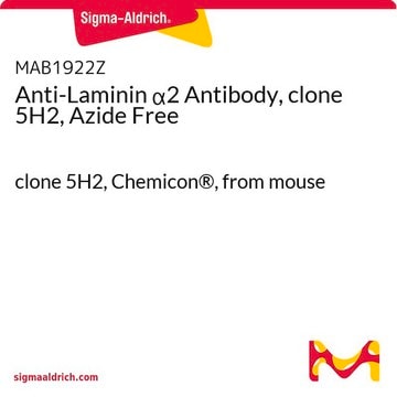 Anti-Laminin &#945;2 Antibody, clone 5H2, Azide Free clone 5H2, Chemicon&#174;, from mouse