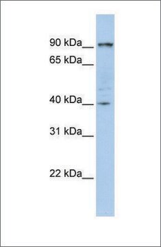 Anti-PYGB (ab1) antibody produced in rabbit affinity isolated antibody