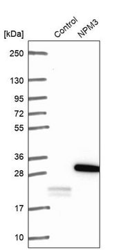 Anti-NPM3 antibody produced in rabbit Prestige Antibodies&#174; Powered by Atlas Antibodies, affinity isolated antibody, buffered aqueous glycerol solution