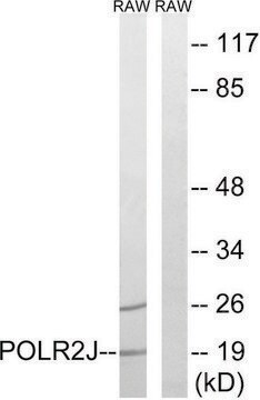 Anti-RPB11 antibody produced in rabbit affinity isolated antibody