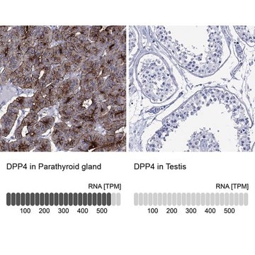 Anti-DPP4 antibody produced in rabbit Prestige Antibodies&#174; Powered by Atlas Antibodies, affinity isolated antibody, buffered aqueous glycerol solution