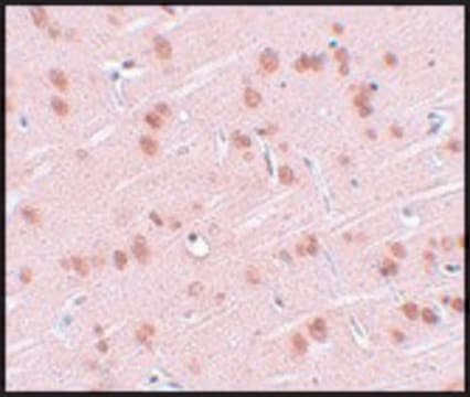 Anti-SYNGR1 antibody produced in rabbit affinity isolated antibody, buffered aqueous solution