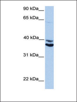 Anti-MDFIC (AB2) antibody produced in rabbit affinity isolated antibody