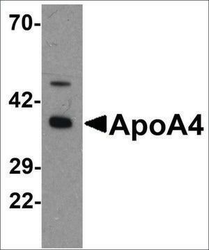 Anti-APOA4 antibody produced in rabbit affinity isolated antibody