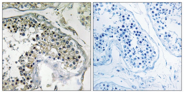 Anti-PPP1R1C antibody produced in rabbit affinity isolated antibody