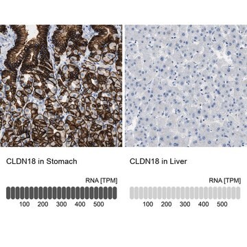 抗-CLDN18 兔抗 Prestige Antibodies&#174; Powered by Atlas Antibodies, affinity isolated antibody, buffered aqueous glycerol solution