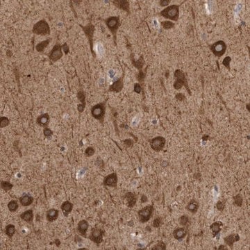 Anti-GPR61 antibody produced in rabbit Prestige Antibodies&#174; Powered by Atlas Antibodies, affinity isolated antibody, buffered aqueous glycerol solution