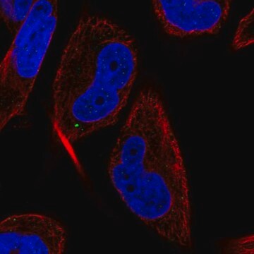 Anti-MAP1LC3C antibody produced in rabbit Prestige Antibodies&#174; Powered by Atlas Antibodies, affinity isolated antibody