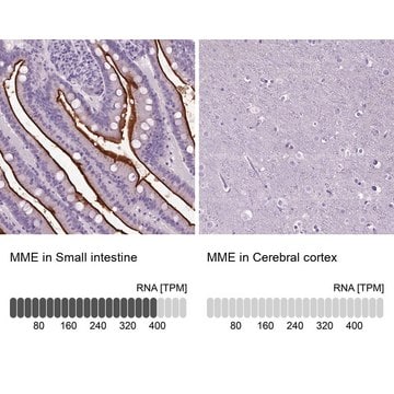 Anti-MME antibody produced in rabbit Prestige Antibodies&#174; Powered by Atlas Antibodies, affinity isolated antibody, buffered aqueous glycerol solution