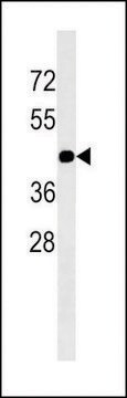 MONOCLONAL ANTI-GJC2(N-TERMINAL) antibody produced in mouse purified immunoglobulin, buffered aqueous solution