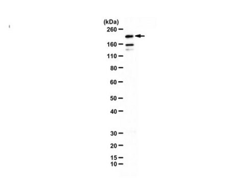 Anti-CEP152 Antibody, C-Terminal from rabbit