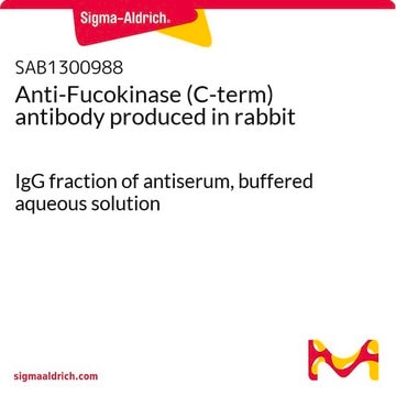 Anti-Fucokinase (C-term) antibody produced in rabbit IgG fraction of antiserum, buffered aqueous solution