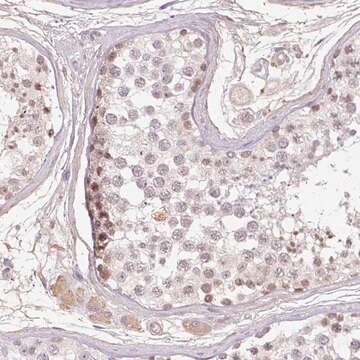 Anti-TDRD15 antibody produced in rabbit Prestige Antibodies&#174; Powered by Atlas Antibodies, affinity isolated antibody, buffered aqueous glycerol solution