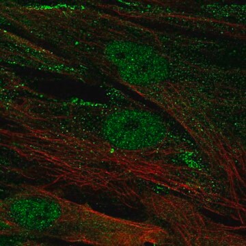 Anti-CENPJ antibody produced in rabbit Prestige Antibodies&#174; Powered by Atlas Antibodies, affinity isolated antibody