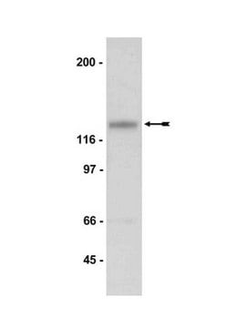 Anti-NR3A Antibody Upstate&#174;, from rabbit