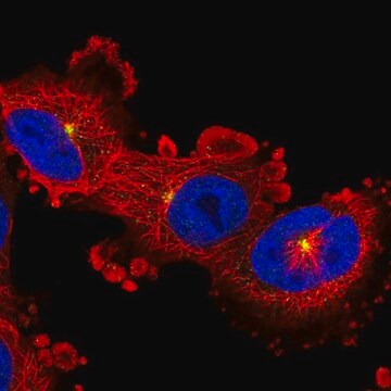 Anti-ADGRB2 antibody produced in rabbit Prestige Antibodies&#174; Powered by Atlas Antibodies, affinity isolated antibody