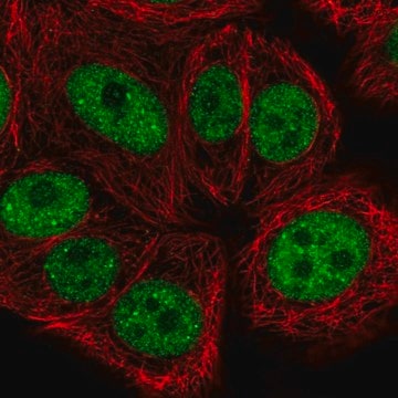 Anti-BRF1 antibody produced in rabbit Prestige Antibodies&#174; Powered by Atlas Antibodies, affinity isolated antibody