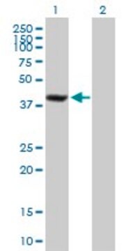 Anti-SDCCAG8 antibody produced in mouse purified immunoglobulin, buffered aqueous solution