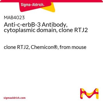 Anti-c-erbB-3 Antibody, cytoplasmic domain, clone RTJ2 clone RTJ2, Chemicon&#174;, from mouse