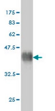 Anti-FGFR2 Mouse mAb (1G3) liquid, clone 1G3, Calbiochem&#174;