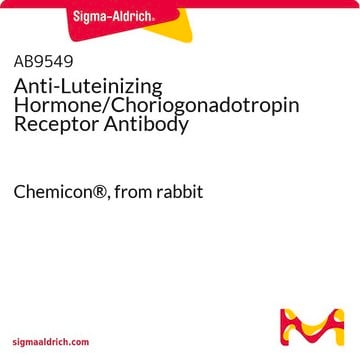 Anti-Luteinizing Hormone/Choriogonadotropin Receptor Antibody Chemicon&#174;, from rabbit