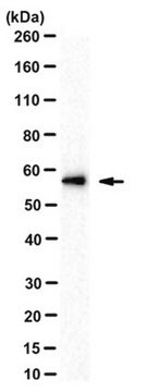 Anti-Fgr Antibody, clone SuGr-7 14F3 clone SuGr-7 14F3, from mouse